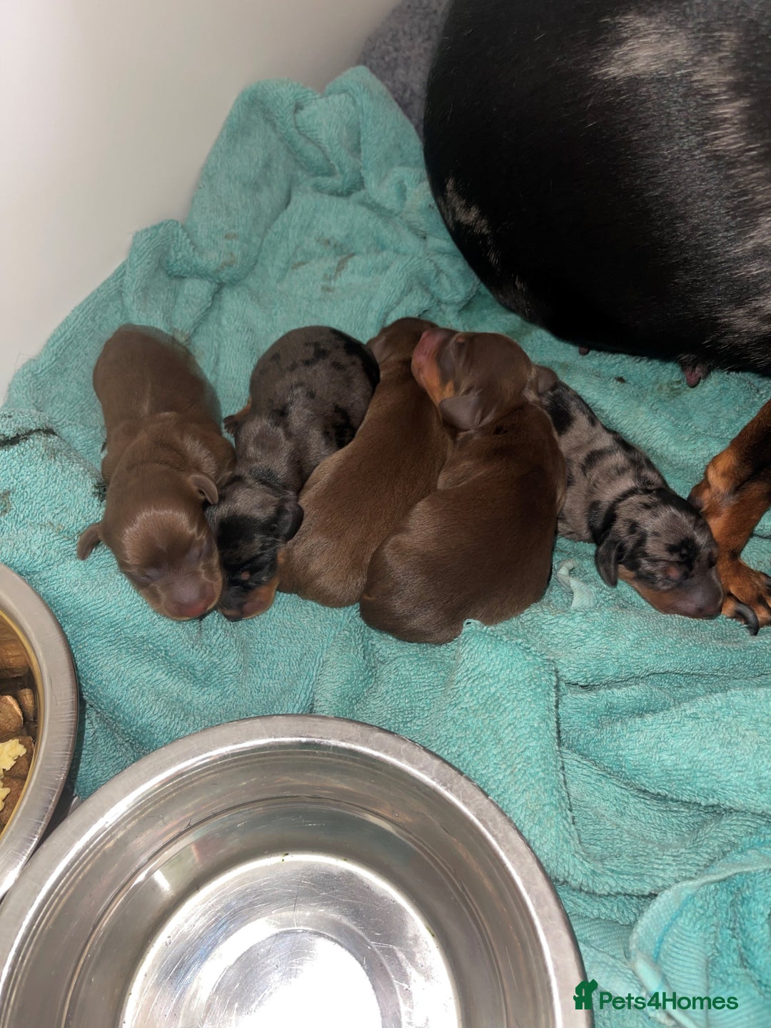 Miniature Dachshund dogs for sale: KC Reg Pedigree Mini Smooth Haired Dachshunds - Image 2