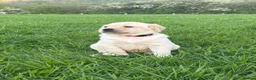 Labrador Retriever dogs for sale: 8 Labrador puppies for sale - Advert 15