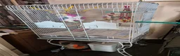 Conures birds for sale: 9 month old hand tame conure - Advert 4