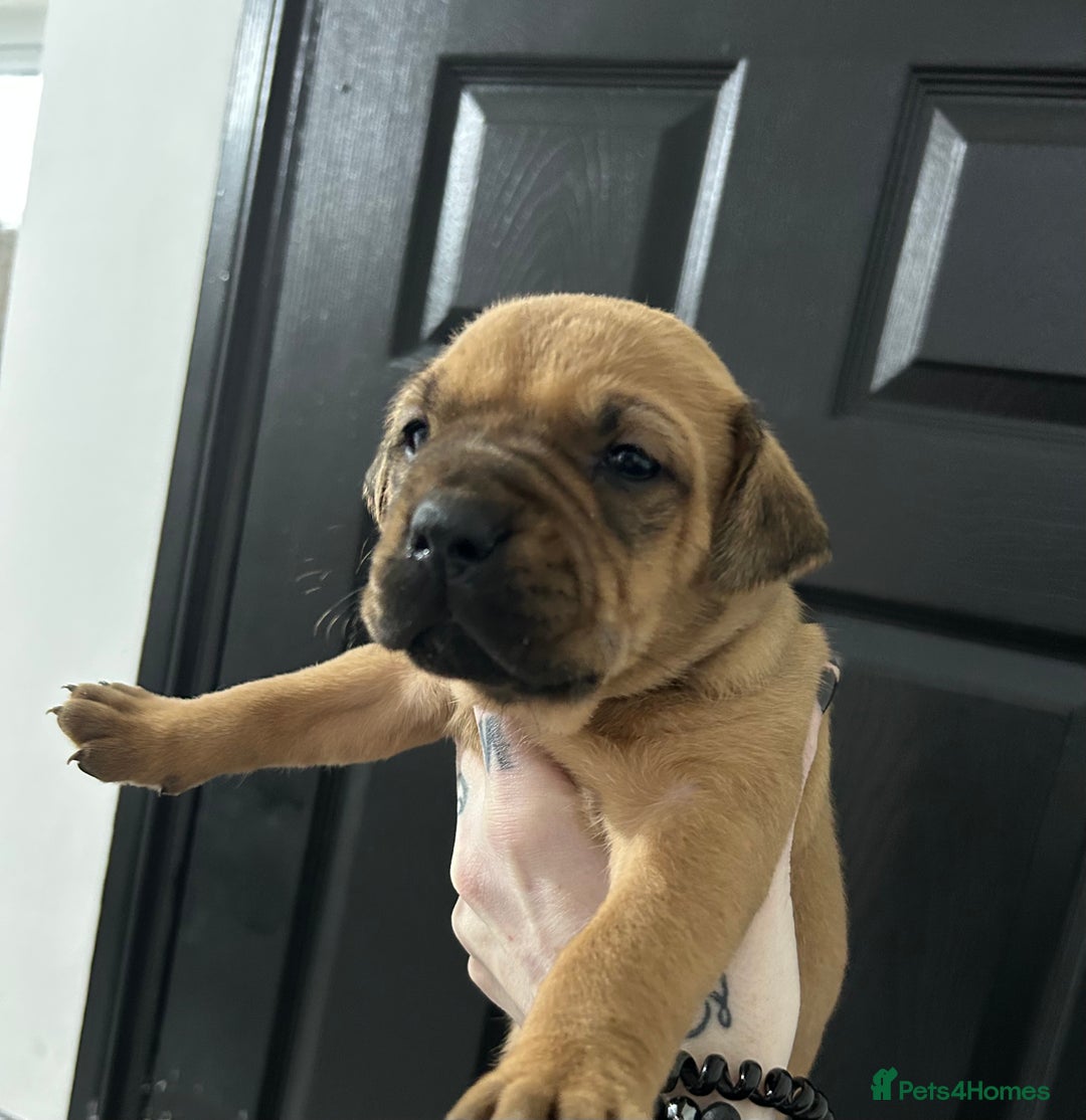 Mixed Breed dogs for sale: A beautiful litter of Rottweiler/staff/mastiffs - Advert 24
