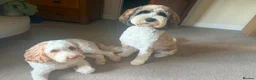 Mixed Breed dogs for sale: Rare Parti Colour CockalierPoos 5* breeder of 25yr - Advert 14