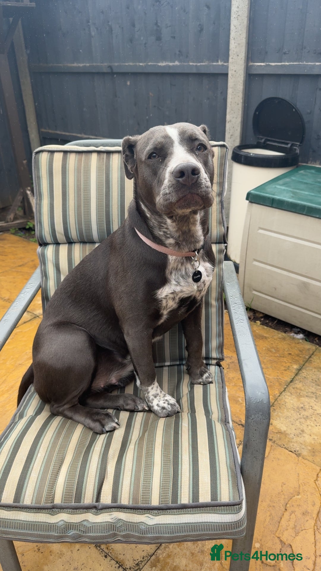 Mixed Breed dogs for sale: Bulldog x Staffie for rehoming.  - Image 29