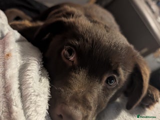 Borador dogs Borador puppy - Advert 1