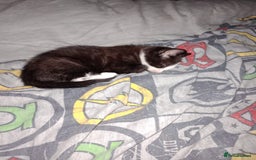 Mixed Breed cats for sale: 3 beautiful kittens  - Image 8