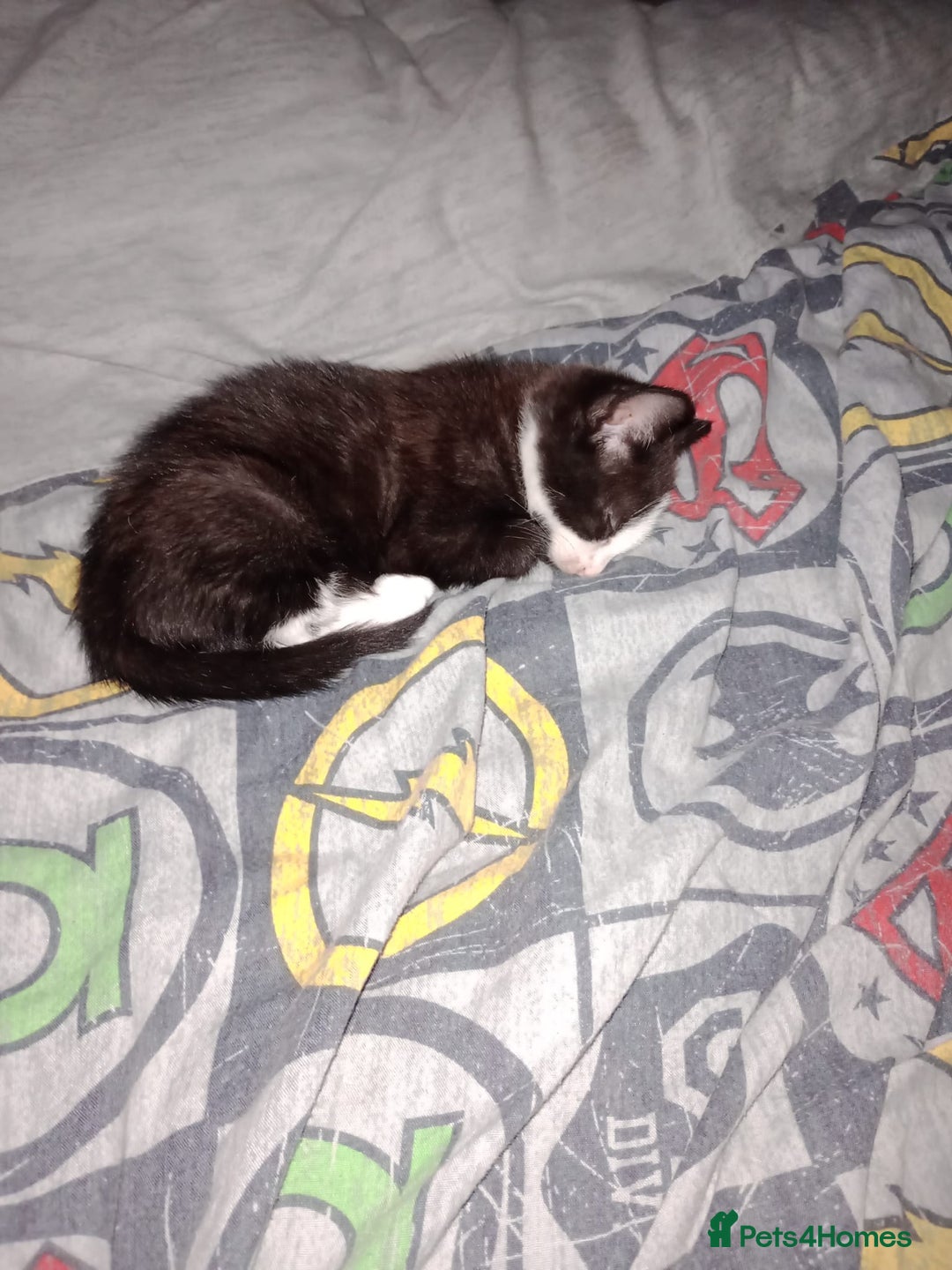 Mixed Breed cats for sale: 3 beautiful kittens  - Image 8