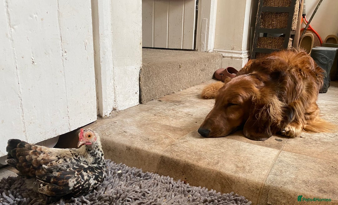 Dachshund dogs for sale: Long haired standard Daschund  - Advert 8