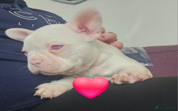 Mixed Breed dogs for sale: Last Beautiful Pink Frenchton Boy Pup Available  - Image 40