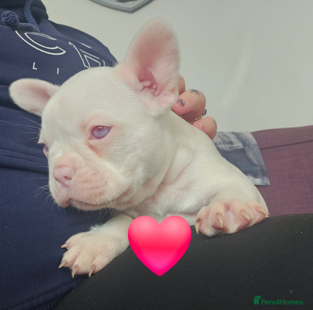 Mixed Breed dogs for sale: Last Beautiful Pink Frenchton Boy Pup Available  - Image 40