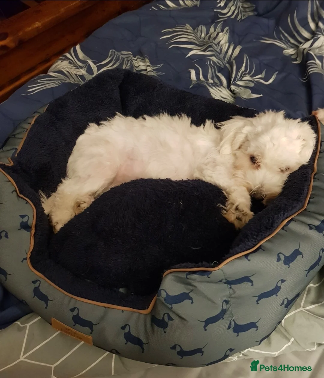 Maltese dogs for sale: Maltese female puppy - available!!! - Advert 4