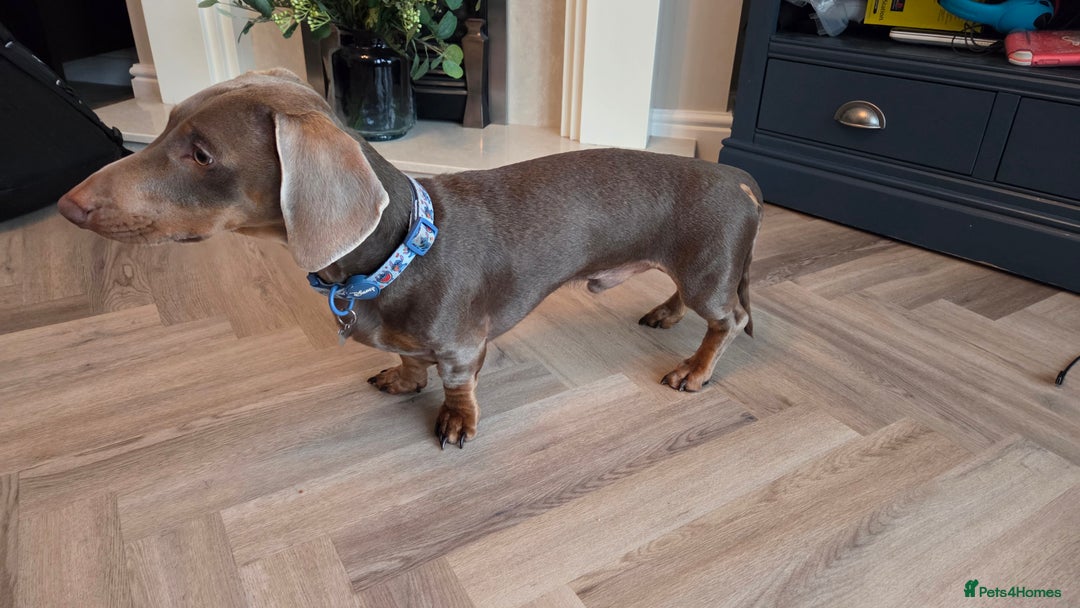 Dachshund dogs for stud: Dacshund to stud - Advert 2