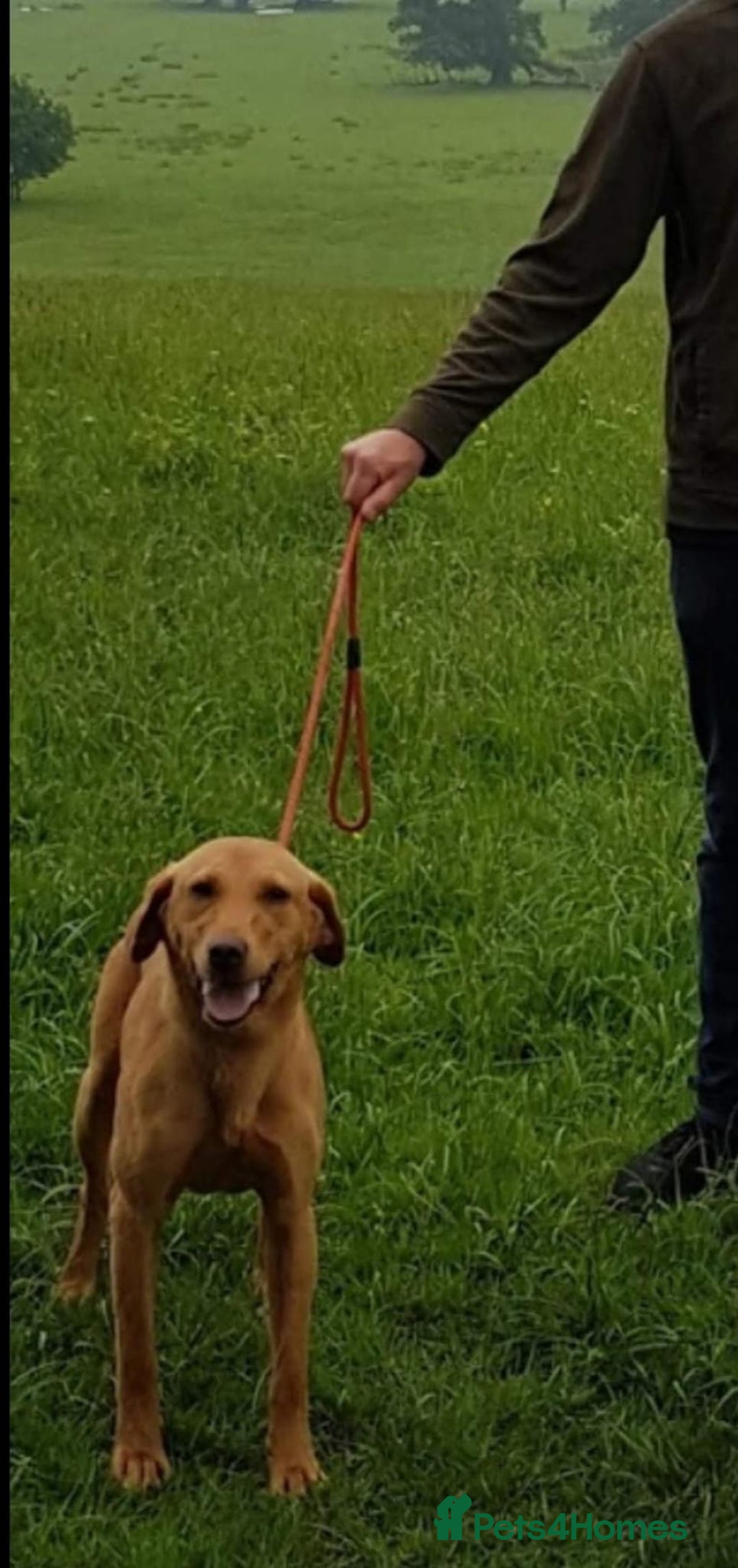 Labradoodle dogs for sale: Beautiful F1 Labradoodles - Advert 19