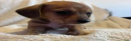 Chihuahua dogs for sale: Chihuahua X Miniature Dashund - Advert 9