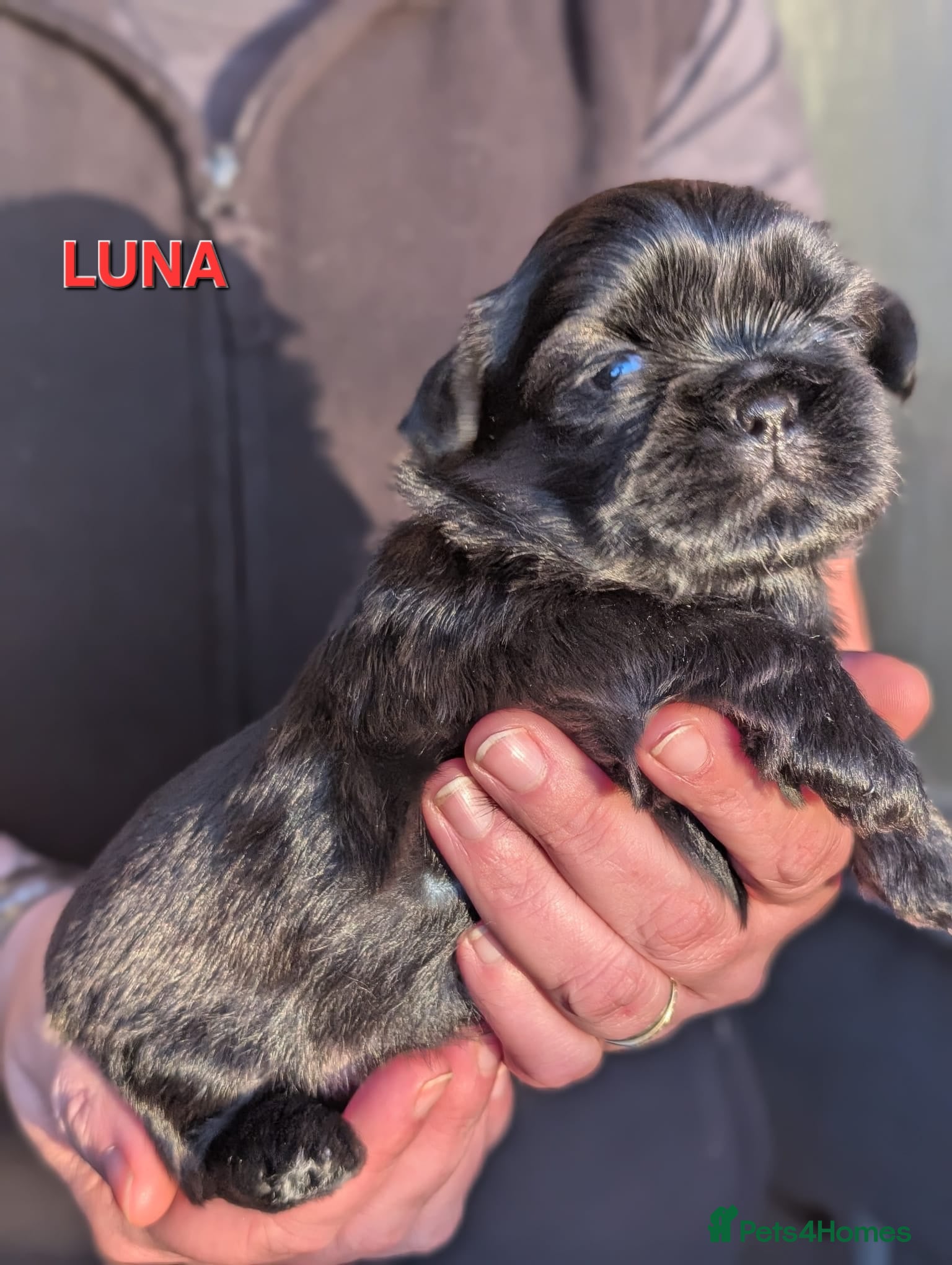 Shih Tzu dogs  💞 PURE STANDARD SHIH TZU 💕 - Advert 6