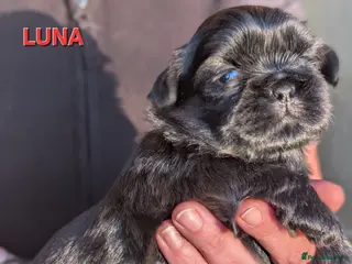 Shih Tzu dogs 💞 PURE STANDARD SHIH TZU 💕 - Advert 6