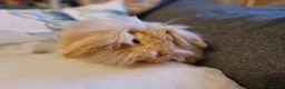 Lionhead rabbits for sale: Friendly, cute, fluffy lionhead bunnies- m and f - Advert 34