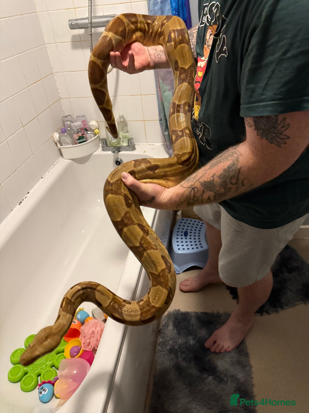 Boa Snake reptiles for sale: Hypo jungle boa  - Advert 3