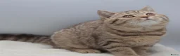 British Shorthair cats for sale: READY TO LEAVE NOW PEDIGREE BRITISH SHORTHAIRS  - Advert 5