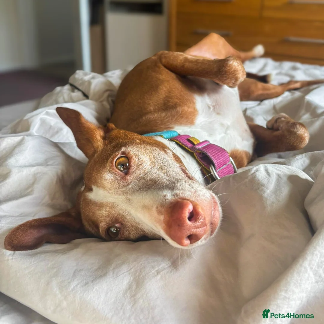 Ibizan Hound dogs for adoption: Kiara - a sweet chilled girl who loves a tummy rub - Advert 2