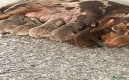 Miniature Dachshund dogs for stud: Isabella and Tan Stud in Sunderland - Image 6