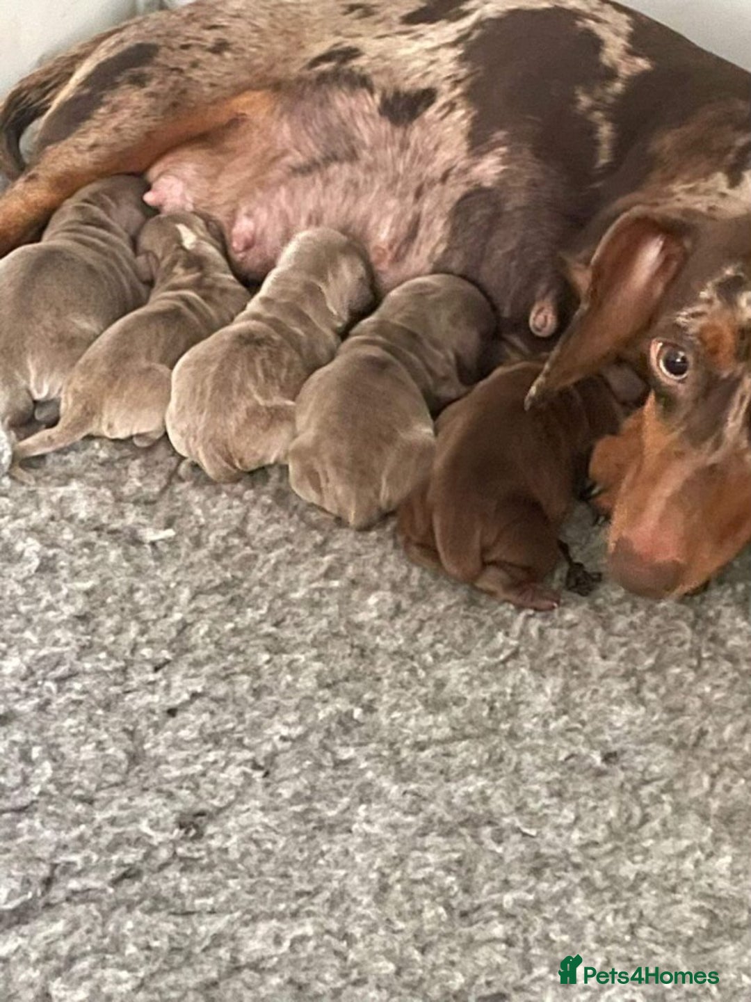 Miniature Dachshund dogs for stud: Isabella and Tan Stud in Sunderland - Image 6