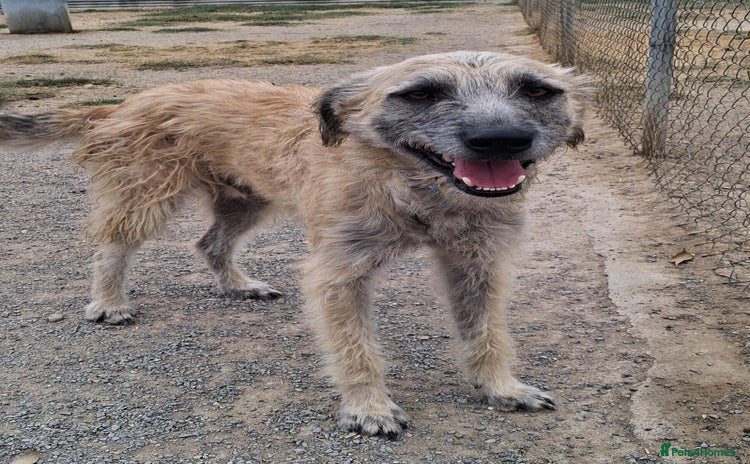 Mixed Breed dogs - Advert 4