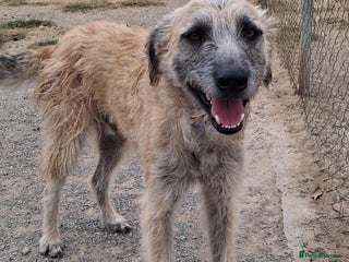 Mixed Breed dogs Urgent Now ๐จ Please offer Kiro a home ๐ - Advert 5