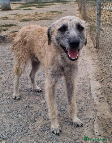 Mixed Breed dogs Urgent Now 🚨 Please offer Kiro a home 🏠 - Advert 13