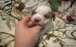 Mixed Breed dogs for sale: Cockalier puppies  - Advert 8