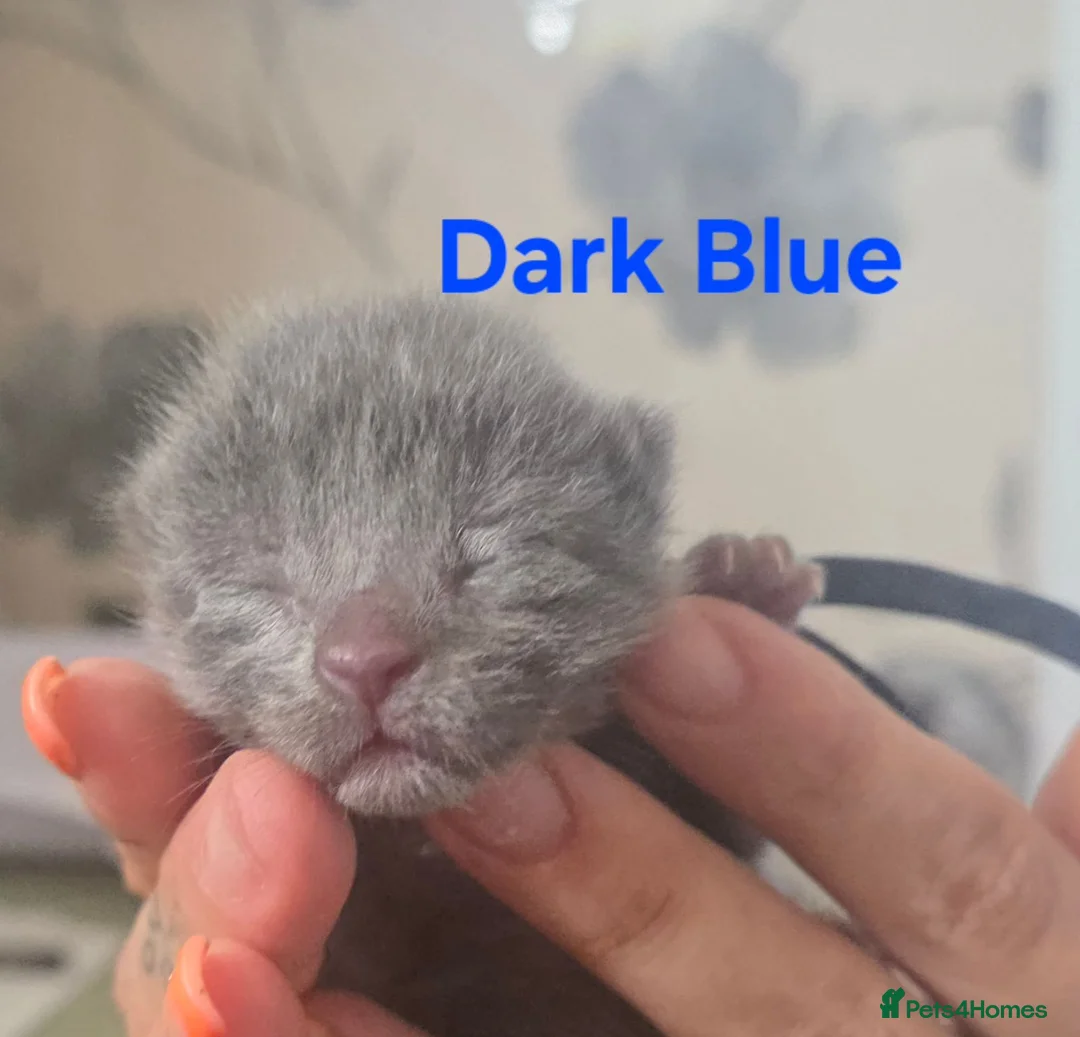 Mixed Breed cats for sale: 6 beautiful maine coon X  in Clacton-on-Sea - Advert 37
