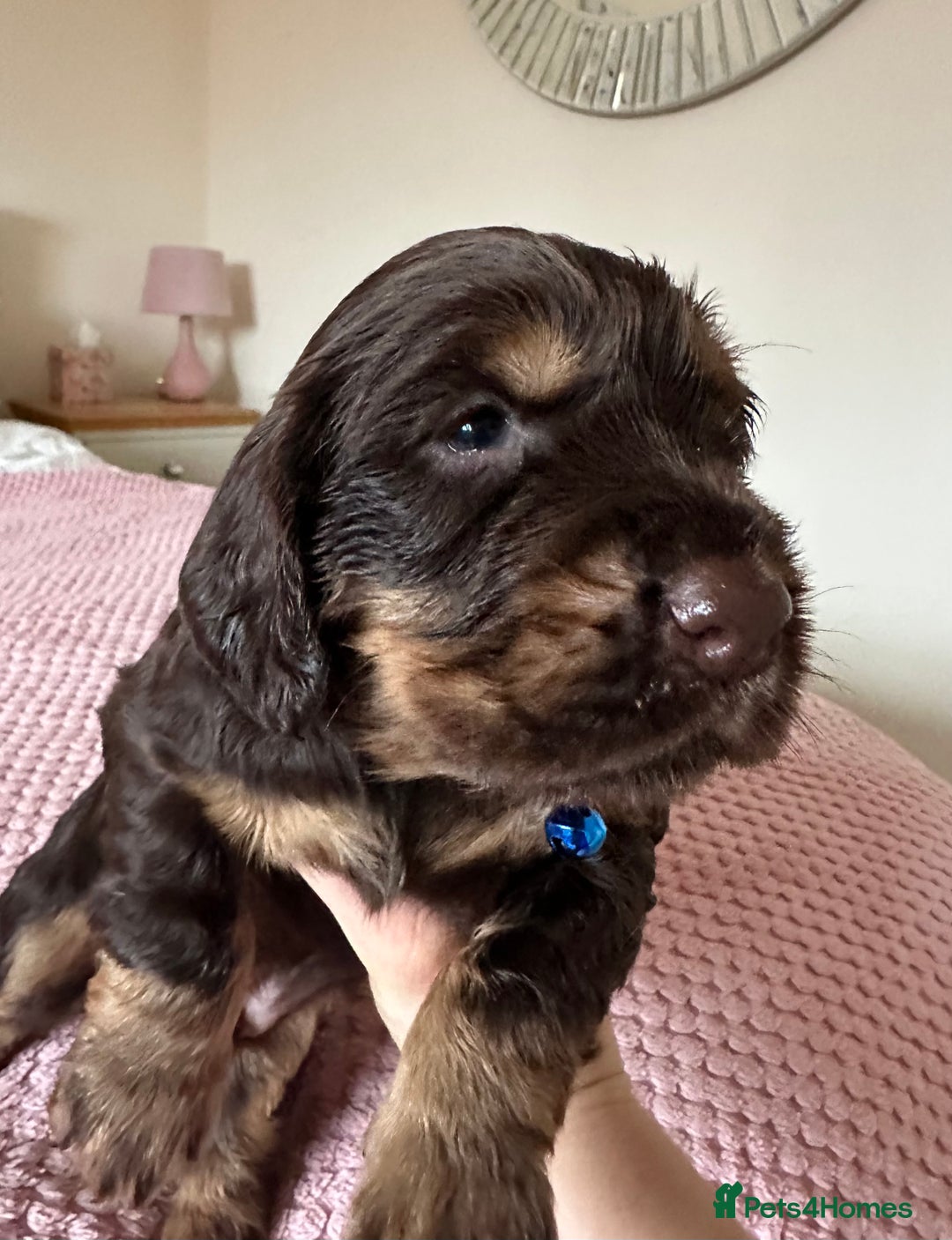 Cocker Spaniel dogs for sale: Cocker Spaniel Puppies- ready 17/12/25 - Advert 25