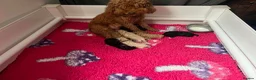 Cockapoo dogs for sale: Stunning curly coated Toy Cockapoos  - Advert 17