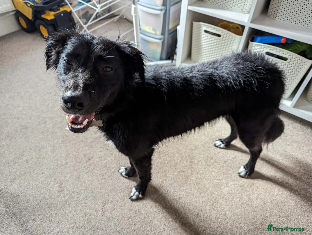 Mixed Breed dogs for adoption: Buddy is looking for a new home  in March - Advert 2