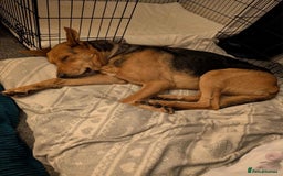 Mixed Breed dogs for adoption: Majestic Charlie  - Advert 6