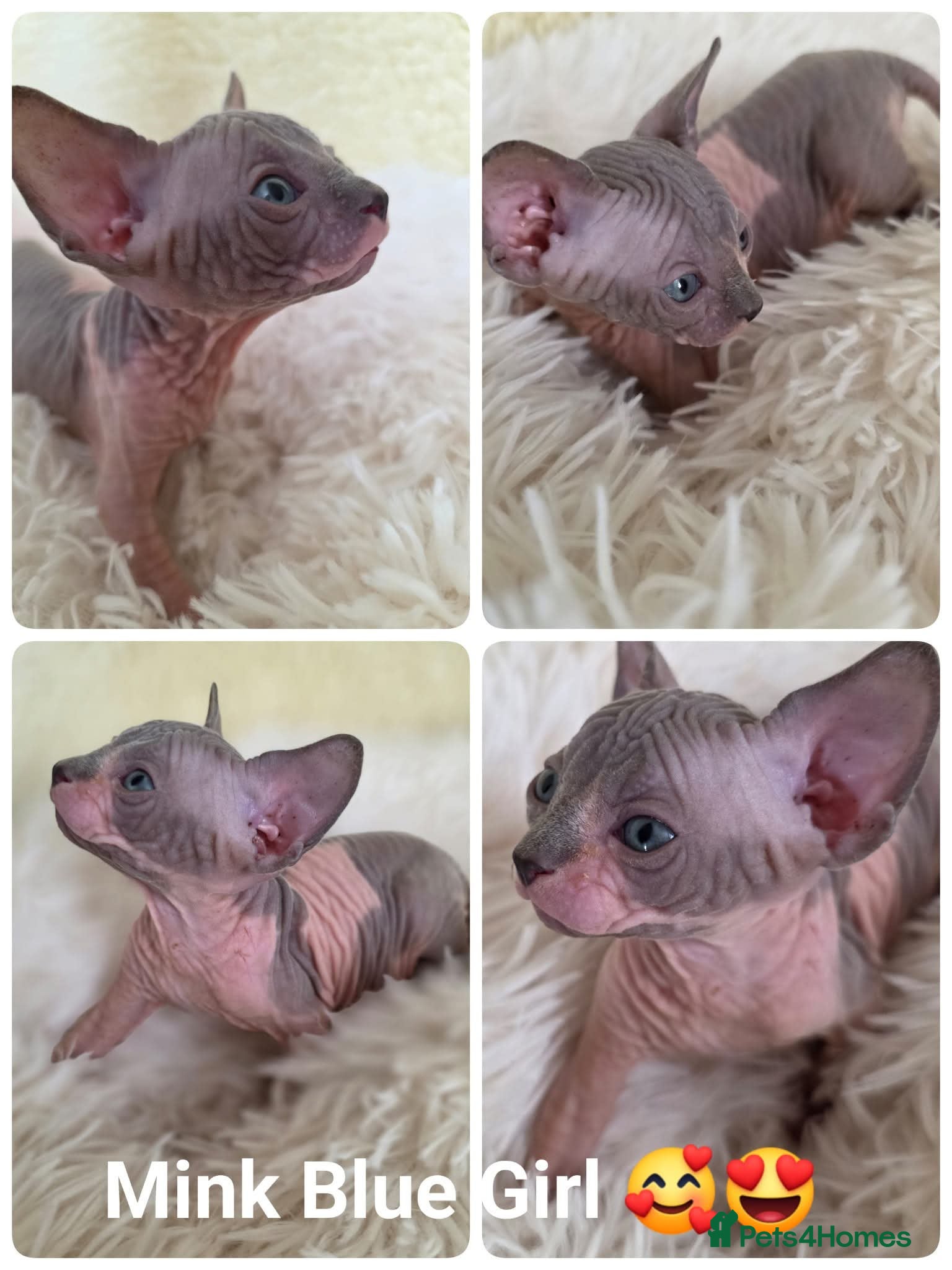 Sphynx cats Adorable Sphynx kittens💝🐈‍⬛🐈 - Advert 1