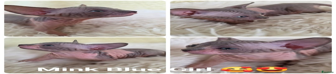 Sphynx Kitten 1