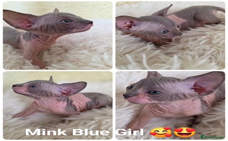 Sphynx cats - Advert 15
