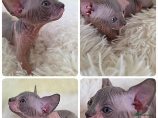 Sphynx cats - Advert 1