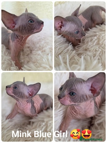 Sphynx cats - Advert 4
