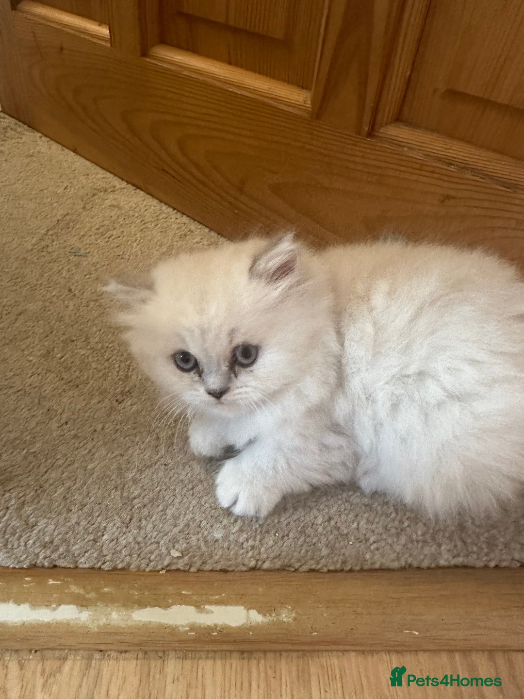Persian cats for sale: 2 beautiful  persian pedigree chinchilla kittens - Image 6