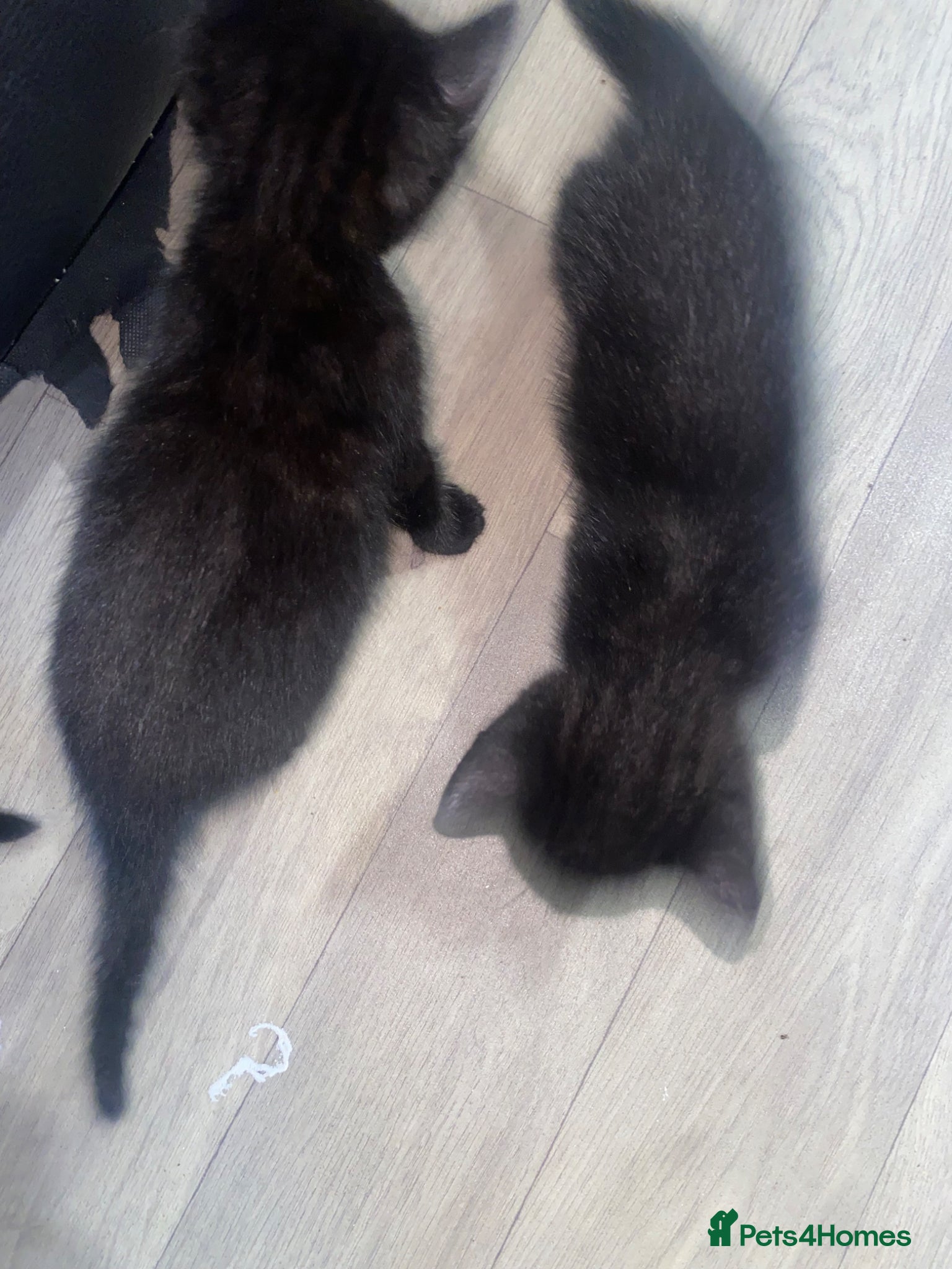 Mixed Breed cats for sale: Kittens for sale  in Birmingham - Advert 5