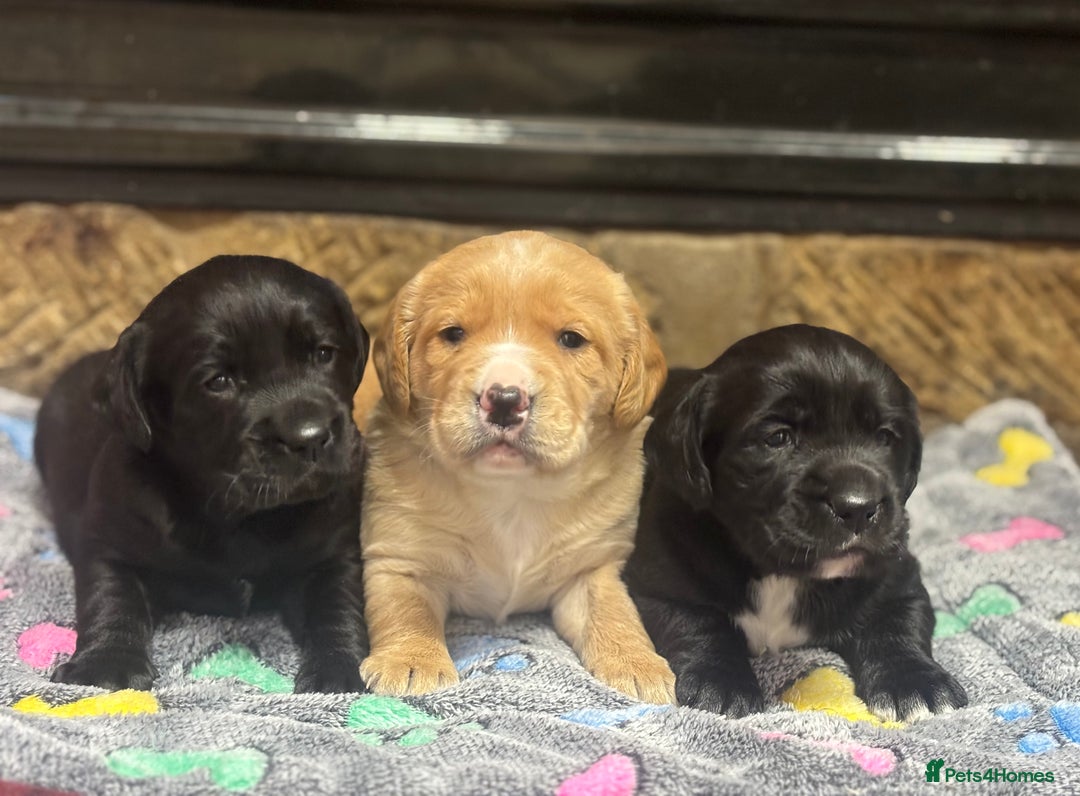 Cockerdor dogs for sale: Stunning Cockerdors - Advert 3