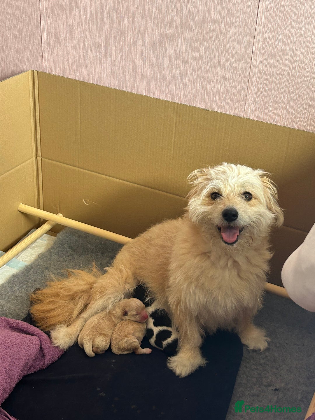 Mixed Breed dogs for sale: Pomapoo & Jackaranian Cross Puppies Ready Soon  - Image 10