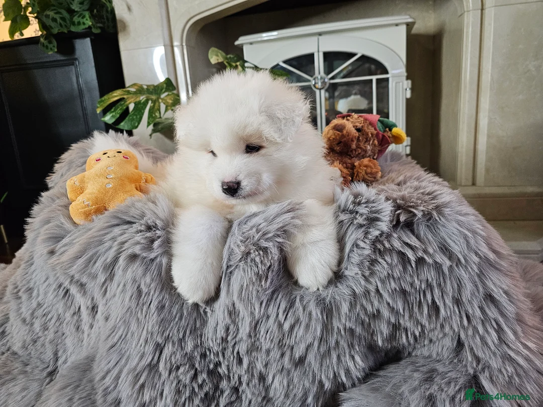 Samoyed dogs for sale: ⭐KC Bear-Head Samoyed Pups⭐Ready Now - Last Girl - Advert 1