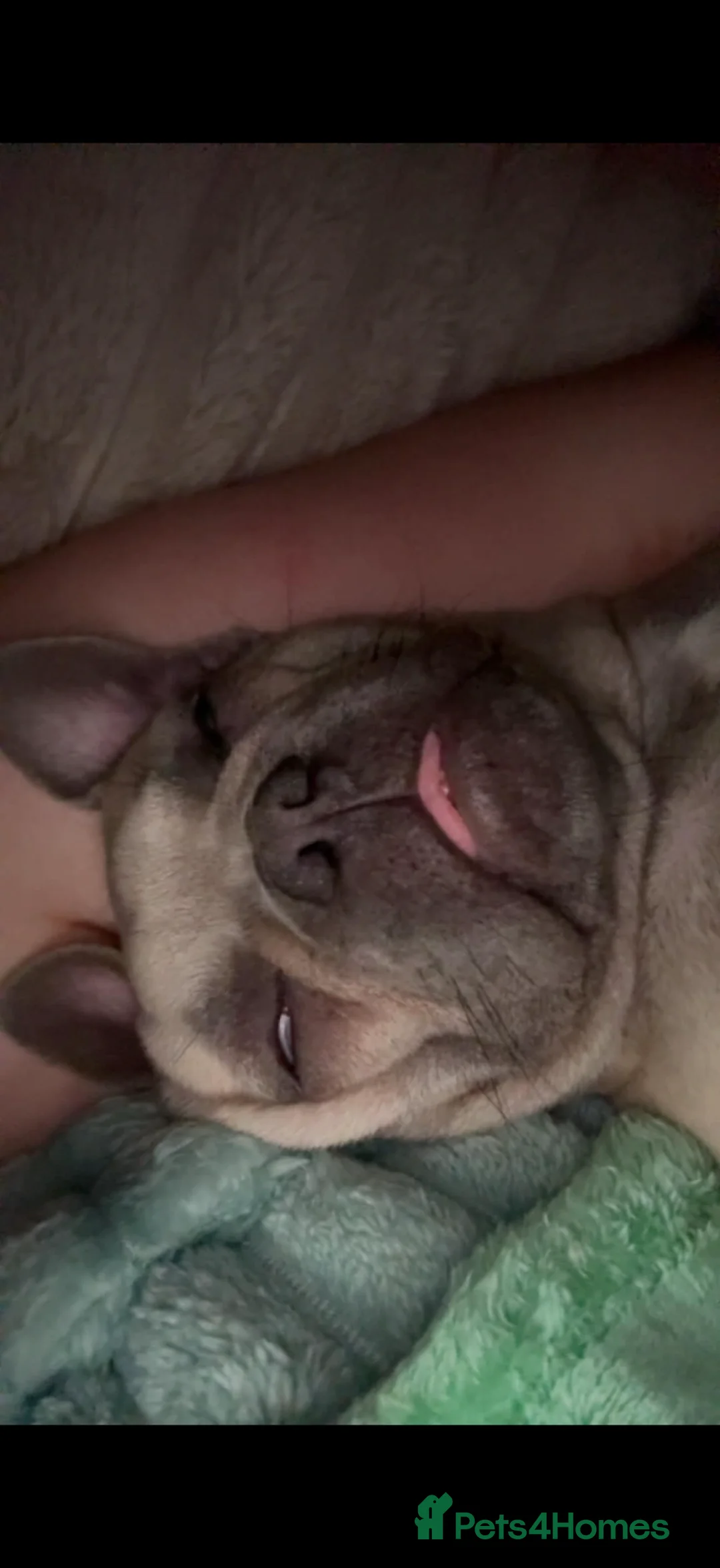 French Bulldog dogs for sale: 9 month old French bull dog  - Advert 3