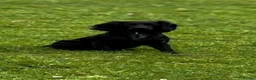 Sprocker dogs for sale: Sprocker  in Wolverhampton - Advert 2