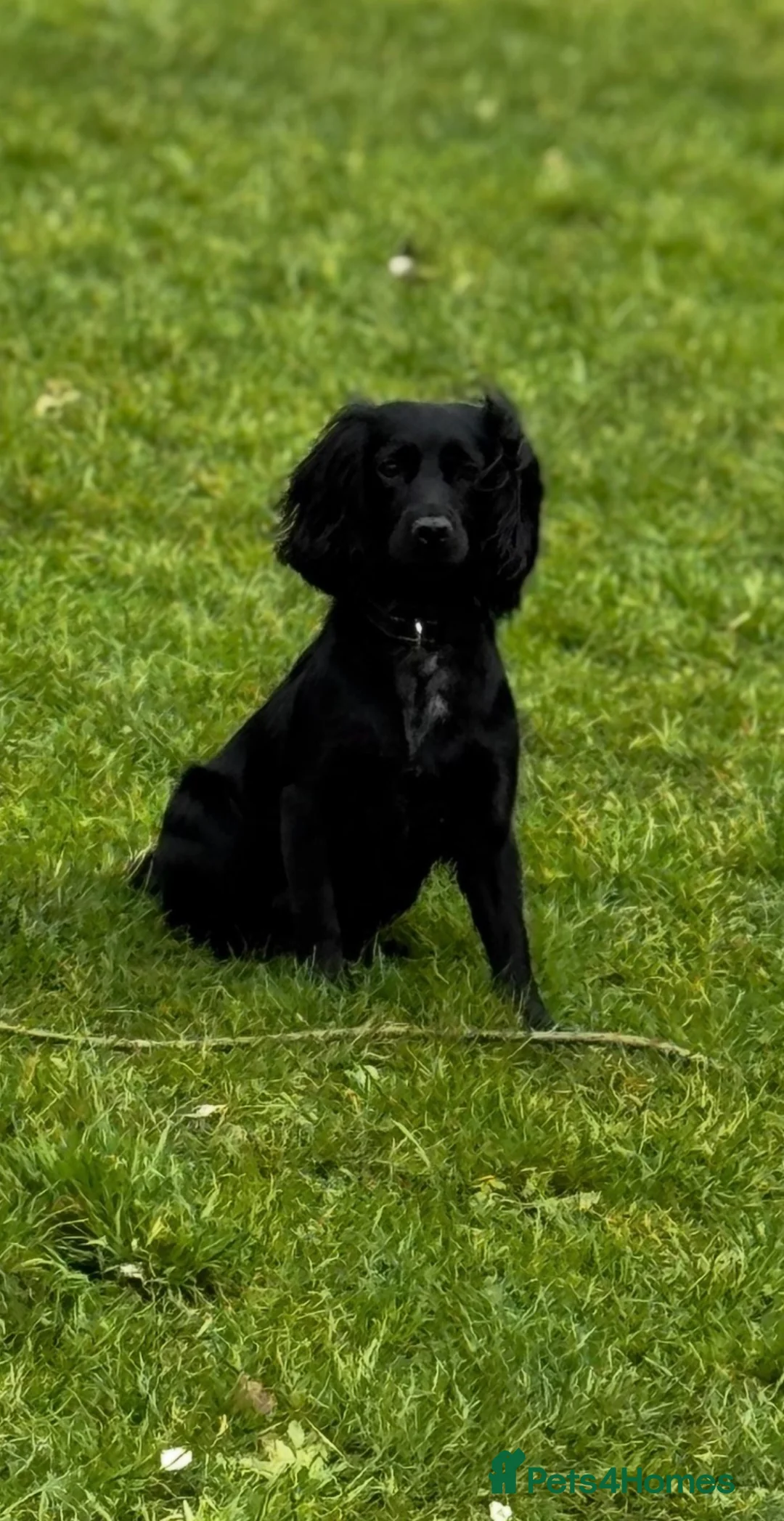 Sprocker dogs for sale: Sprocker  in Wolverhampton - Advert 2