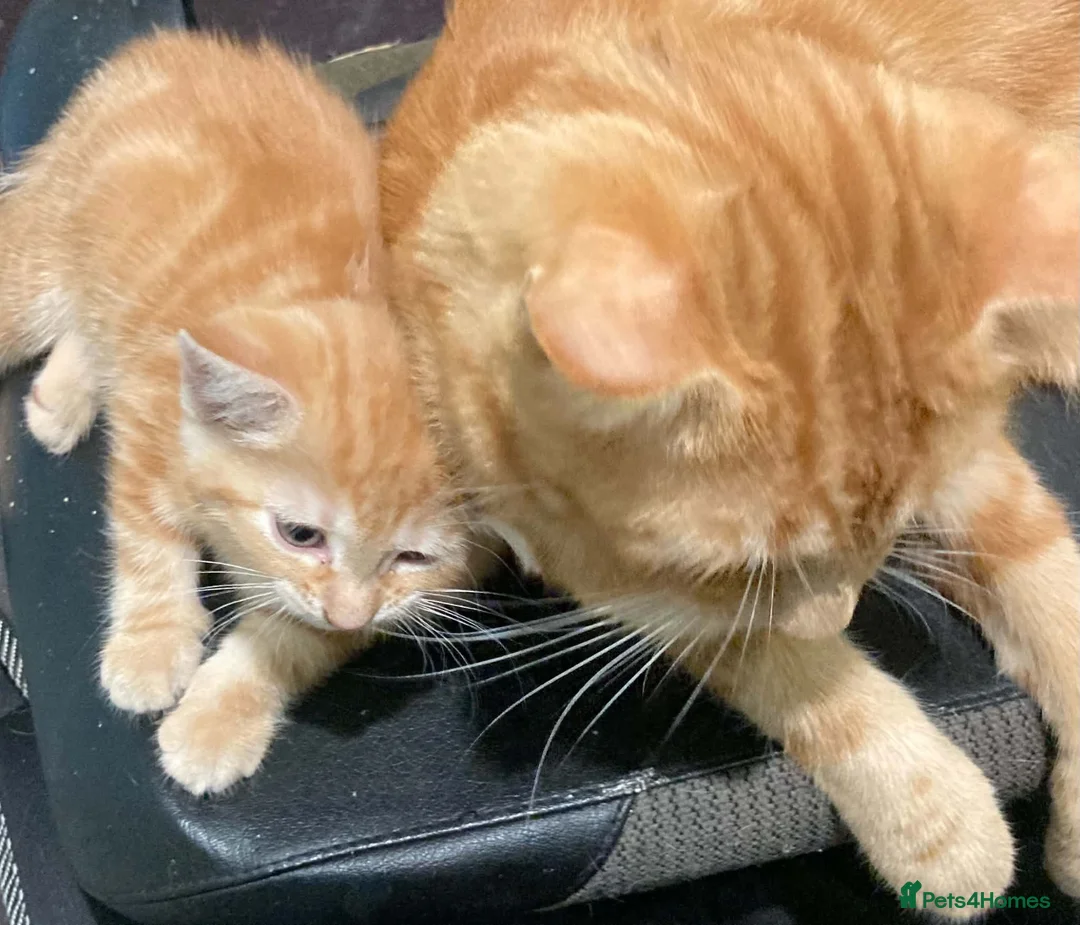 British Shorthair cats for sale: 3 Female kittens for sale  in Amersham - Advert 2