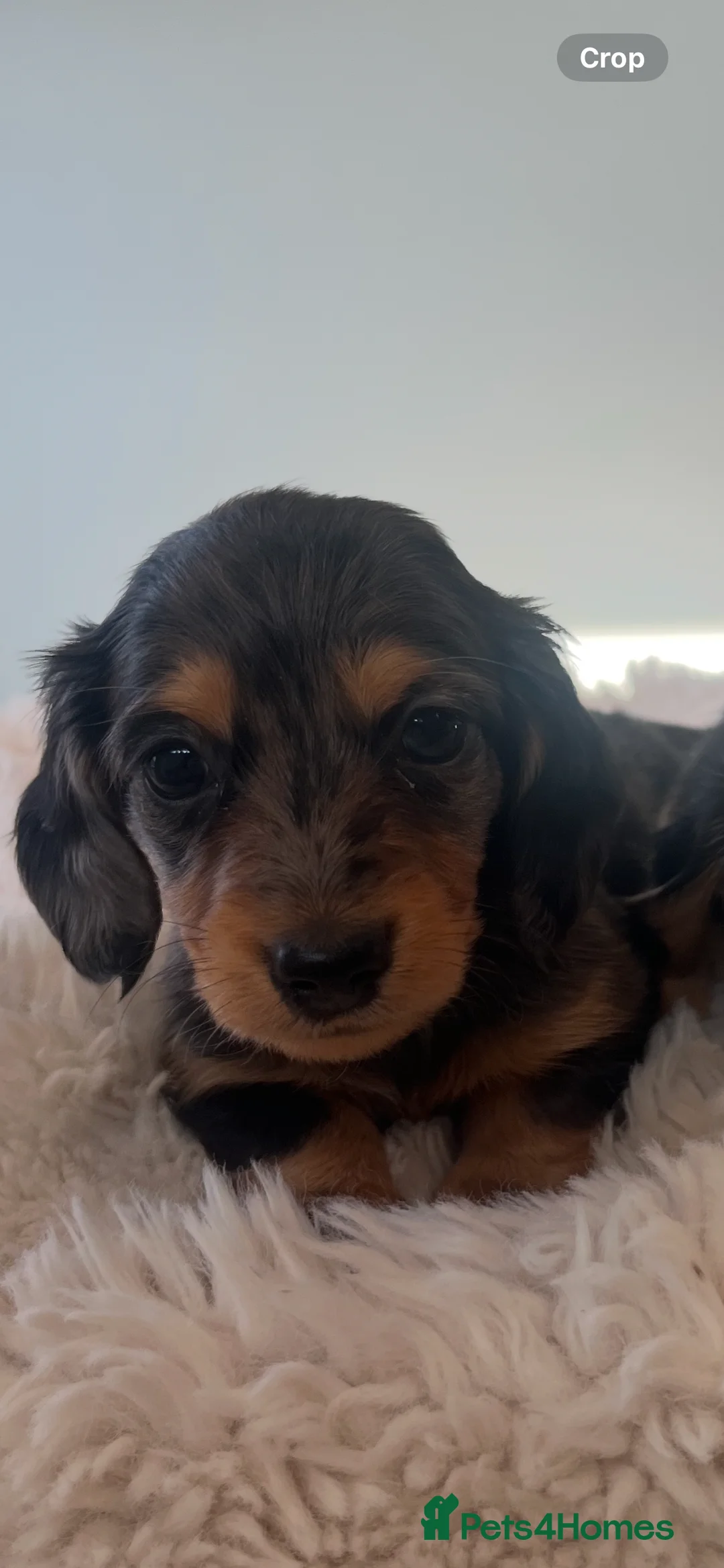 Miniature Dachshund dogs for sale: Mini long haired dachshund pups - Advert 6