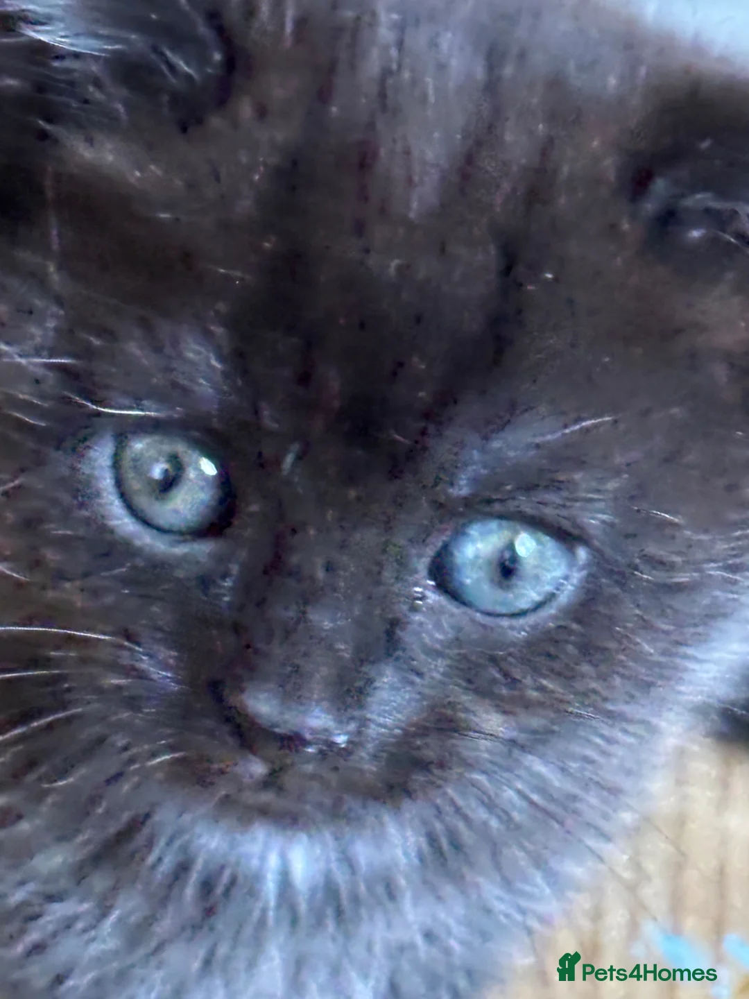 British Shorthair cats for sale: 2 beautiful kittens - Advert 8