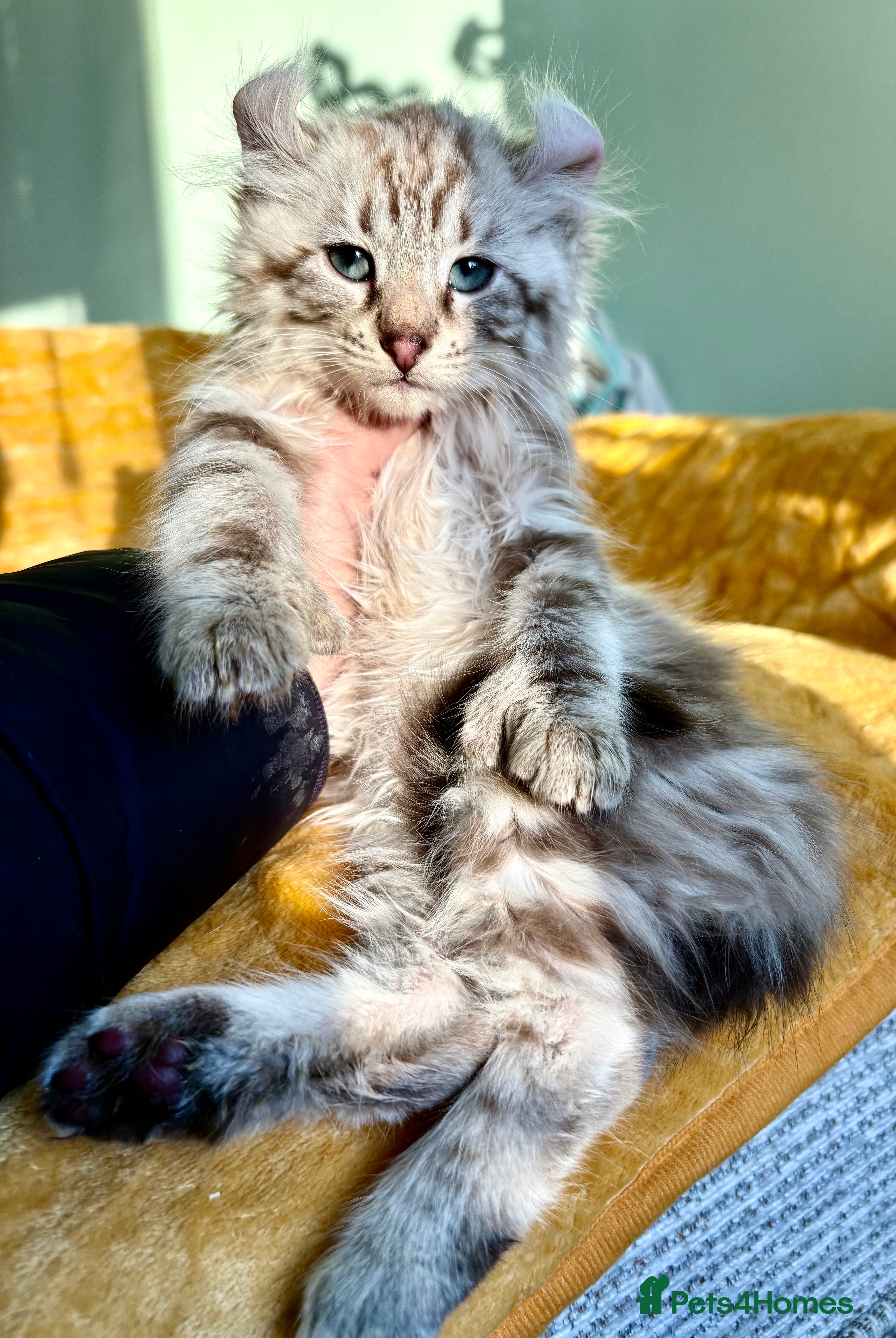 Savannah cats Super rare longhaired boy  - Advert 1